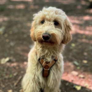 Foto: GoldenDoodle-Hündin Juna
